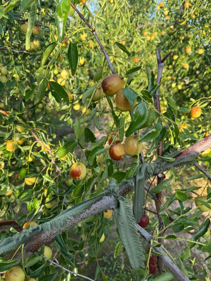 黃驊冬棗 河北滄州的“金疙瘩”，品質(zhì)與實(shí)惠的完美結(jié)合